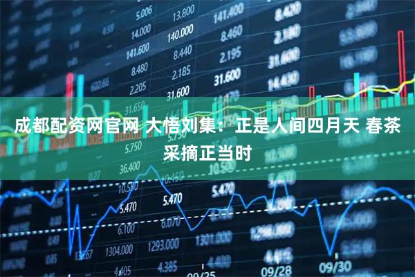 成都配资网官网 大悟刘集：正是人间四月天 春茶采摘正当时