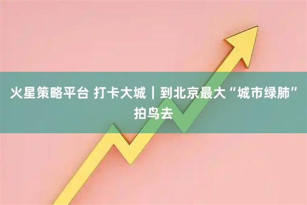 火星策略平台 打卡大城｜到北京最大“城市绿肺”拍鸟去